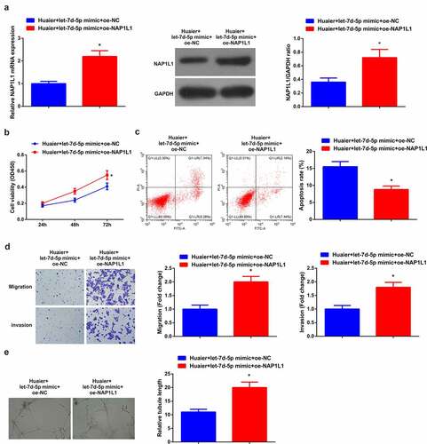 Figure 5. Enhanced NAP1L1 turns around the impact of elevated let-7d-5p. (a) RT-qPCR and Western blot detection of NAP1L1; (b) CCK-8 detection of cell proliferation; (c) Flow cytometry detection of cell apoptosis; (d) Transwell detection of cell migration and invasion; (e). Matrigel tube formation test of the angiogenesis ability (200 ×); Expression of the values was as mean ± SD (N = 3). * vs. the Huaier + let-7d-5p mimic + oe-NC, P < 0.05.