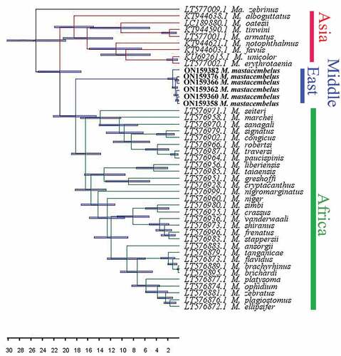 Figure 3. Divergence time estimates of the major cladogenetic events for species of Mastacembelus based on the COI gene using BEAST analysis. The blue bars illustrate the extent of the 95% HPD credibility intervals for each divergence time. HPD: highest posterior density.