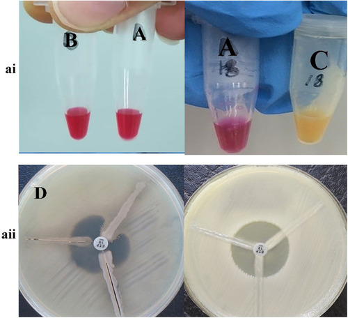 Figure 2 The result of phenotypic detection of carbapenemase-producing Pseudomonas aeruginosa by Modified Hodge test (right) and Carba-NP test test (left) in Pseudomonas aeruginosa. ai A: control negative strain; B: KPC negative strain by Carba-NP test test; C: KPC positive strain by Carba-NP test test. aii D: KPC positive strain by Modified Hodge test; (E) KPC negative strain by Modified Hodge test.