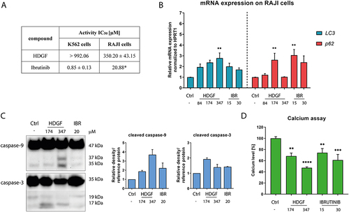 Figure 4 Antiproliferative activity of HDGF and ibrutinib against K562 and RAJI cells (*value for lymphoma taken from ref.) (A). The effects of the tested compounds on the expression of genes associated with autophagy (B) and the expression of proteins related to the apoptosis process (C). The calcium levels after exposure to the tested compounds in RAJI cells (D). Statistical significances were calculated using one- or two-way ANOVA with Dunnett’s post hoc test: **p < 0.01, ***p < 0.001, ****p < 0.0001 compared with the untreated cells (control).