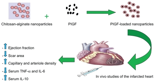 Figure 1 Schematic representation of placental growth factor (PlGF) encapsulation with chitosan-alginate nanoparticles and subsequent intramyocardial delivery to the infarcted rat heart. Its therapeutic effects include increase in cardiac function, decrease in scar area formation, increase in angiogenesis, decrease in proinflammatory serum cytokines levels, and an increase in the anti-inflammatory serum cytokine level of IL-10.Abbreviations: IL, interleukin; TNF-α, tumor necrosis factor-alpha.