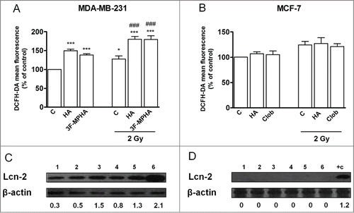Figure 4. Effect of radiation and/or histamine on ROS production. (A) MDA-MB-231 and (B) MCF-7 cells were cultured in presence or absence of histamine (HA), 3F-MPHA, clobenpropit (Clob) or were left untreated (Control, C), and were irradiated 24 h after treatment. Intracellular ROS levels were determined immediately after irradiation by flow cytometry using DCFH-DA fluorescent probe. Data represent the mean fluorescence intensity in percentage with respect to control values. (ANOVA and Newman-Keuls post test, *P < 0.05; ***P < 0.001 vs. Control; ###P < 0.001 vs. 2 Gy Control). Results are means ± SEM of 5 independent experiments. (C, D) Lcn2 expression levels were evaluated by Western blot in MDA-MB-231 (C) and MCF-7 (D) cells. Lanes: 1, untreated cells; 2, histamine-treated cells; 3, agonist-treated cells; 4, irradiated and untreated cells; 5, irradiated and histamine-treated cells; 6, irradiated and agonist-treated cells; positive control (+C, pig kidney). Data are representative of 2 independent experiments. β-actin was used as load control to normalize the expression levels of Lcn2. Semi-quantitative analysis of band intensities for Lcn2 is shown.