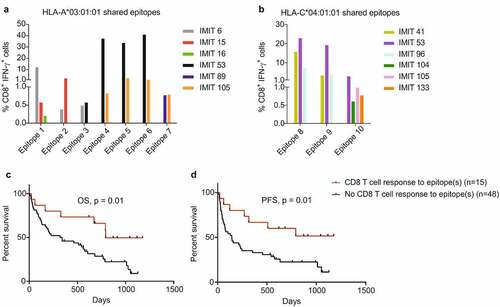 Figure 2. ICI-treated patients with NSCLC harboring CD8+ T cell responses to predicted CD8 epitopes have improved survival. (a) Identified CD8 epitopes for the predicted antigens for HLA-A 03:01 that are shared among patients (i.e. two or more patients showed a CD8+ T cell response to a specific epitope). (b) Identified CD8 epitopes for the predicted antigens for HLA-C 04:01 that are shared among patients (as in A). For (a-b) PBMCs from patients with NSCLC were stimulated with the single epitopes of the predicted tumor antigens. T cell activation upon stimulation was detected by measuring ex vivo IFN-γ production by CD8+ T cells. The background frequency of CD8+ IFN-γ+ cells in medium-only negative control cultures was subtracted for all stimulations. IMIT refers to the patient ID. (c-d) Patients positive for HLA-A 03:01 and HLA-C 04:01 with CD8+ T cell responses to the predicted epitopes (n = 17) had significantly better OS (HR = 0.37 [95% CI, 0.20–0.68], log-rank p-value = 0.01) (c) and PFS (HR = 0.37 [95% CI, 0.20–0.68], log-rank p-value = 0.01) (d) compared to patients with the same HLAs that did not have a CD8+ T cell response to the epitopes (n = 71)