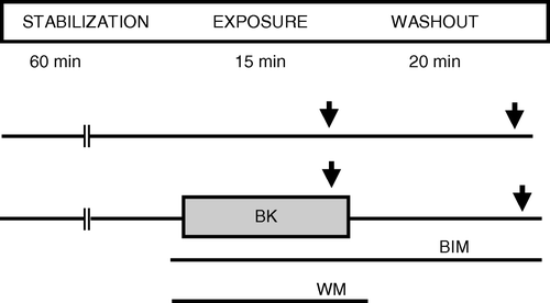 Figure 1.  Protocols for the papillary muscle experiments. BIM: bisindolylmaleimide 20 nM, BK: bradykinin 500 nM, ISO: isoproterenol 100 nM, WM: wortmannin 100 nM ↓: 3 min exposure to ISO.