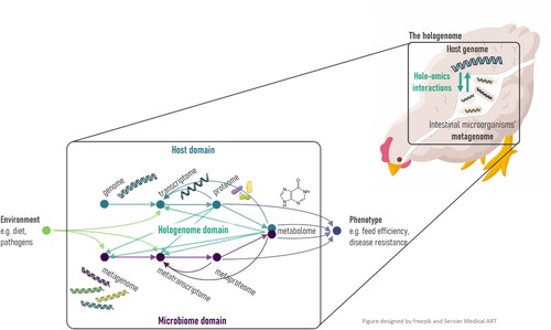 Figure 1. The different omics layers of the host and the microbiota and the interactions between them: holo-omics. Biomolecular interactions between host and microbiota triggered by environmental factors yield different phenotypes. Green-blue arrows indicate host-microbiota holo-omics interactions. Blue and purple arrows, respectively representing host and microbiome domain, indicate omics levels influencing host phenotype. Green arrows indicate omics levels influenced by environmental factors. Colour online.