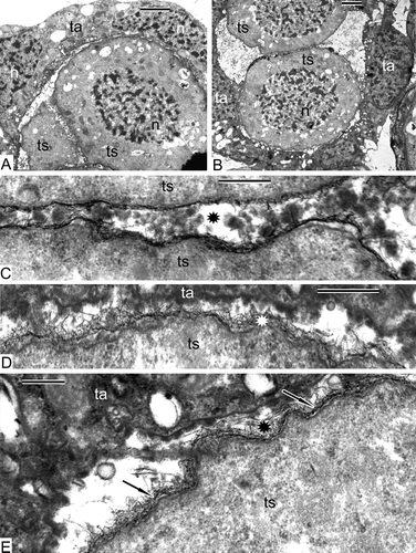 Figure 9. Early tetrad stage in Alsophila setosa. A. Part of a tetrad (one of the tetraspores sectioned tangentially) surrounded by a binuclear tapetal cell. B. Section through two tetraspores of a tetrad; tapetal cells keep parietal position. C. Border between two tetraspores (proximal side); many spherical osmiophilic accumulations are seen in the slot (asterisk). D, E. Border between tetraspores and tapetum; long fibrills (asterisks) are visible on the tetraspore surface; initial dark contrasted sheet appears here and there (arrows). Abbreviations: see Figure 1. Scale bars – 2 μm (A, B), 300 nm (C–E).