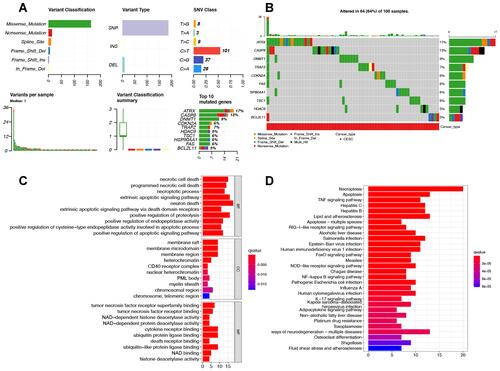 Figure 2 The mutation landscape and functional enrichment analysis of necroptosis-related gene in cervical cancer. (A and B) The mutation landscape of necroptosis-related genes in cervical cancer. (C and D) The enriched items in gene ontology and Kyoto Encyclopedia of Genes and Genomes analysis.