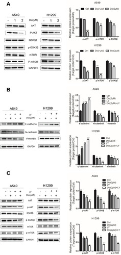 Figure 5 Effects of dioscin on the AKT/GSK3β/mTOR pathway in A549 and H1299 cells. (A) Cells were treated with dioscin (1 and 2 µM) for 24 h. The levels of AKT/GSK3/mTOR related pathway proteins, including phosphorylated (p)-AKT, AKT, p-GSK3, GSK3, p-mTOR, and mTOR, were examined using Western blotting analysis. (B, C) Cells were pre-treated with 10 µM LY294002 (a PI3K/AKT inhibitor, LY) for 2 h and then treated with dioscin (1 or 2 µM) for 24 h. Western blotting was then employed to determine the protein levels of Vimentin, E-cadherin, and N-cadherin (B) and p-AKT, AKT, p-GSK3, GSK3, p-mTOR, and mTOR (C). GAPDH was used as a loading control. Typical graphs and a histogram (mean±SD) are shown, n=3. *p < 0.05; **p< 0.01; ***p< 0.001 compared with the control group.