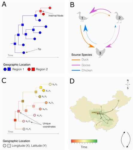 Figure 1. Conceptual representation of common phylogeographic methods. A: Time-calibrated phylogeny estimated with a phylogeographic model with discrete traits. The inferred locations of the ancestral internal nodes (squares) are estimated from the set of discrete locations predefined at the tips (i.e. locations of sampled sequences; circles). B: Discrete trait (e.g. location or host species) analysis. Here, arrows indicate statistically significant virus lineage transitions between bird types. Arrow thickness corresponds to the inferred viral flow rate. C: Time-calibrated phylogeny estimated with continuous phylogeographic inference. The inferred geographic coordinates of the internal nodes (i.e. unsampled virus ancestor) can differ from the geographical sampling coordinates of the sequences at the tips. Both internal nodes and tips are coloured by location. D: Continuous phylogeographic reconstruction using information contained in estimated phylogenies such as C, in which the dots represent the internal and external nodes of the time-scaled phylogeny, coloured according to time. The curvature direction of the lines between dots indicates the inferred direction of viral movement. Coloured polygons represent the statistical uncertainty of the inferred internal node locations, which is derived from a posterior tree distribution.