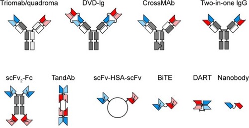 Figure 3 Architecture of common BsAbs formats.