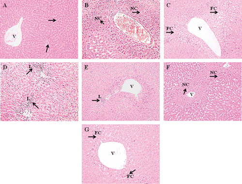 Figure 5.  Effect of different dosage MO flower and leaf extract as well as NAC on the liver histological changes in APAP-induced hepatotoxicity in rats. Representative photographs show the histological changes in liver tissues. Rats were sacrificed 24 h posttreatment, and all tissue sections were stained with hematoxylin and eosin (×200). a) Normal group: normal central vein and hepatic parenchyma; b) APAP-treated group (7 g/kg bw); c) APAP-treated group (7 g/kg bw) + NAC; d) APAP-treated group (7 g/kg bw) + MO flower extract (200 mg/kg bw); e) APAP-treated group (7 g/kg bw) + MO flower extract (400 mg/kg bw); f) APAP-treated group (7 g/kg bw) + MO leaf extract (200 mg/kg bw); g) APAP-treated group (7 g/kg bw) + MO leaf extract (400 mg/kg bw). The arrows indicate normal and necrotic areas. FC, fatty change; NC, necrotic hepatocyte; L, leucocytes; V, central vein.