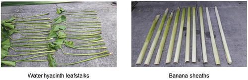 Figure 10. Water hyacinth leafstalks and banana sheaths harvested for morphological analysis.
