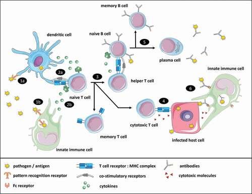 Figure 2. Simplified overview of a vaccine-induced immune response. (1) Innate immune cells recognize pathogen-associated molecular patterns (PAMPs), e.g. bacterial cell wall components or double-stranded RNA that are part of vaccine antigens, through pattern recognition receptors (PRRs). (2) Upon recognition, vaccine antigens are taken up by innate immune cells, and processed for antigen presentation on major histocompatibility complexes (MHC) class I and II to (naive) antigen-specific T cells. Innate immune cells orchestrate the adaptive immune response by releasing cytokines that affect the differentiation of T cells. (3) As a result, CD4+ T cells differentiate into various types of CD4+ helper T cells (Th1, Th2, Th17, Treg etc.) or memory T cells, whereas CD8+ T cells differentiate into CD8+ cytotoxic T cells, or memory T cells. (4) Cytotoxic T cells recognize antigen-derived peptides presented on MHC class I molecules of infected host cells that are subsequently killed. (5) Antigen-specific naive B cells that bind antigens through their B cell receptor will endocytose and process the antigens, and present these on MHC class II molecules to helper T cells. Upon recognition helper T cells will produce cytokines that facilitate B cell proliferation and differentiation into plasma cells or memory B cells. (6) Plasma cells produce antigen-specific antibodies that can neutralize or opsonize pathogens. Opsonized pathogens can be bound by Fc receptors on innate immune cells, resulting in the uptake and destruction of the pathogens. Furthermore, antibodies can bind to antigens exposed on the surface of infected host cells and stimulate antibody-dependent cellular cytotoxicity (ADCC) by innate immune cells. The icons used in this figure are adaptations from icons retrieved from the Servier Medical Art collection, which are licensed under a Creative Commons Attribution 3.0 Unported License (https://creativecommons.org/licenses/by/3.0/)