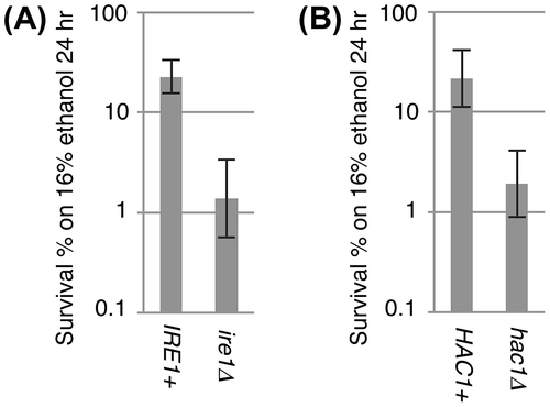 Fig. 3. Reduction of ethanol tolerance by the ire1Δ or the hac1Δ mutation.Notes: (A) IRE1+ cells and ire1Δ cells (the ire1Δ strain transformed with pRS313-IRE1 or the empty vector pRS313) were treated with ethanol (“8% 4 h only” or “8% ethanol then 16% 24 h”) and plated onto non-stressing SD agar plates. After incubation for 3 days, colony numbers on the agar plates were counted to calculate “survival %” using the formula 100X [colony number from “8% ethanol then 16% 24 h” sample]/[colony number from “8% 4 h only” sample]. Data are presented as the means and standard deviations from 3 independent transformants. (B) The same experiments were performed using wild-type strain KMY1005 and hac1Δ strain KMY1045.Citation1) Data are presented as the means and standard deviations from 3 independent determinations.