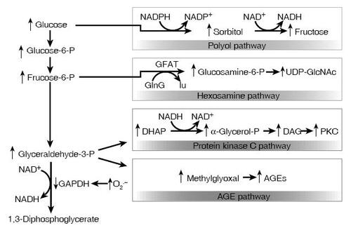 Figure 4 Potential mechanism by which hyperglycemia-induced mitochondrial superoxide overproduction activates four pathways of hyperglycemic damage. Excess superoxide partially inhibits the glycolytic enzyme GAPDH, thereby diverting upstream metabolites from glycolysis into pathways of glucose overutilization. This results in increased flux of dihydroxyacetone phosphate (DHAP) to DAG, an activator of PKC, and of triose phosphates to methylglyoxal, the main intracellular AGE precursor. Increased flux of fructose-6-phosphate to UDP-N-acetylglucosamine increases modification of proteins by O-linked N-acetylglucosamine (GlcNAc) and increased glucose flux through the polyol pathway consumes NADPH and depletes GSH (CitationBrownlee 2001) (Adapted by permission from Macmillan Publishers Ltd: Nature, Vol. 414, 2001).