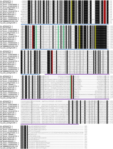 Figure 2. Multiple sequence alignment of PCS proteins in 10 plant species. Sequences are aligned by ClustalW, and identical and similar residues are shaded as black and grey, respectively, with a very strict (100%) threshold. Highlighted red and yellow columns show, respectively, the strictly conserved Cys residues and catalytic triad (Cys56, His162 and Asp180 in Arabidopsis [Citation6]. Highlighted green columns also show the conserved Cys residues but some amino substitutions are observed such as Cys(C)→Ser(S)/Tyr(Y)/Trp(W). Blue and purple lines below sequences indicate the approximate locations of Phytochelatin (PF05023) and Phytochelatin_C (PF09328) domains, respectively.