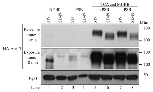 Figure 3. Comparison between different methods to detect Atg13. Wild-type cells (BY4741) were transformed with a vector expressing HA-Atg13 under its own promoter (pHC078). Cultures were grown until mid-log phase in SD and starved for nitrogen 2 h (SD-N). Lanes 1 and 2 correspond to cells that were lysed with NP-40 buffer and disrupted with glass beads; cells were harvested by centrifugation, resuspended in NP-40 lysis buffer (200 µl) containing protease and phosphatase inhibitors, followed by glass bead lysis and centrifugation at 700 × g for 3 min. Proteins were quantified by the BCA assay. The same amount of protein was loaded onto the gel. Lanes 3 and 4 correspond to cells that were disrupted by vortex with glass beads and protein sample buffer (PSB). Lanes 5 to 8 samples were prepared using the TCA-MURB method described in this paper. The protein extracts of lane 7 and 8 were mixed with PSB.