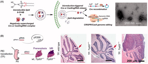 Figure 7. Lipid nanoparticle and polyplex delivery of CRISPR. (A) Combining bioreducible lipid nanoparticles and anionic Cas9:sgRNA complexes drives the electrostatic self-assembly of nanoparticles (see TEM micrograph of 3-O14B/Cas9:sgRNA nanoparticles) for potent protein delivery and genome editing. Adapted with permission from Wang et al. (Citation2016). Copyright 2017 National Academy of Sciences. (B) Microinjection of PEI with Cas9- and sgRNA-encoding plasmid DNA into mouse brain directed against the Ptch1 locus to generate a malignant brain tumor model. Compare the wild type and Trp53± H&E stained micrographs (arrows indicate small lesions encompassing only one cerebellar folium) with the tumor from the Trp53−/− condition (MB = medulloblastoma). Adapted from Zuckermann et al. (Citation2015). Copyright 2015 The Authors (CC BY license).