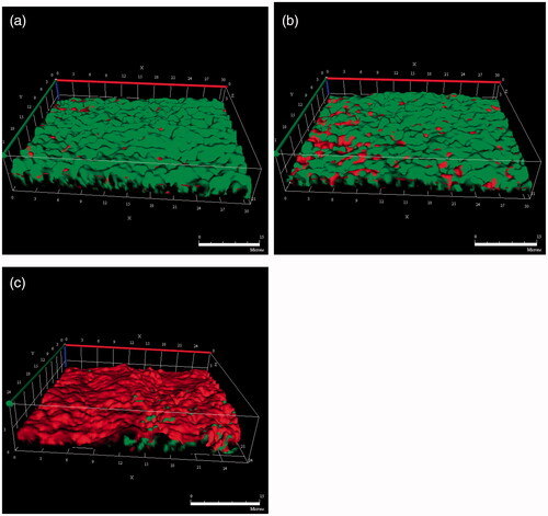 Figure 7. Mature biofilms on microslide were treated with emulsion media from unloaded PLGA (a), MOX–PLGA (b) and RIF/MOX–PLGA microspheres (c), and the biofilm was cultured for 24 h and observed using confocal laser scanning microscopy after BacLight dead/live staining.