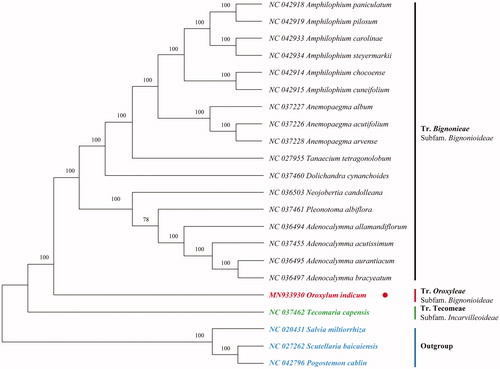 Figure 1. Phylogenetic analysis of 18 species and three taxa as outgroups based on chloroplast genome sequences by RAxML, bootstrap support value near the branch. 