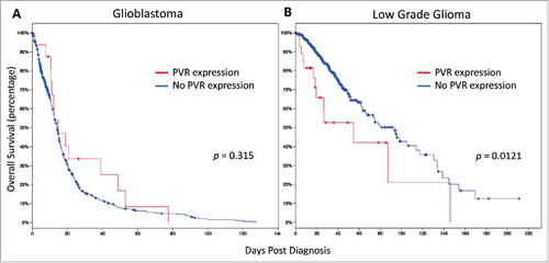 Figure 8. PVR expression confers poor overall survival in patients with low grade glioma. A Expression of PVR did not significantly affect survival in patients with glioblastoma (N = 584; p = 0.315). B. PVR expression was correlated with a significantly poorer survival for patients with low grade glioma (N = 513; p = 0.0121).