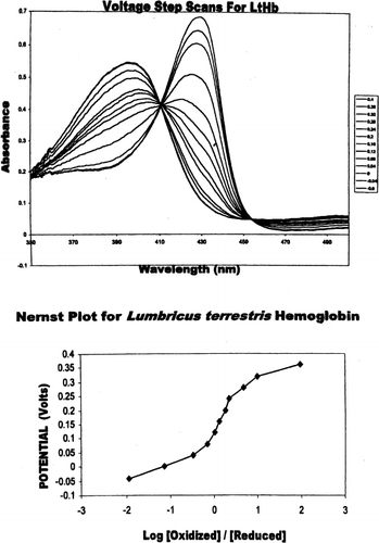 Figure 2. (Top) Absorbance spectra of Lumbricus hemoglobin at differing potentials (0.2V to −0.6 V). Fully oxidized LtHb is indicated by the maximum at 396 nm and the fully reduced LtHb is indicated by the maximum at 430 nm. Solutions conditions were similar to myoglobin. (Bottom) Nernst plot of Lumbricus hemoglobin. All potentials were measured against Ag/AgCl reference electrode.