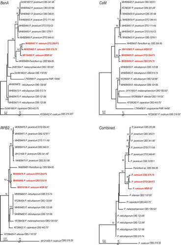 Figure 3. Maximum-likelihood trees based on BenA, CaM, RPB2 data sets and the combined data sets of afore mentioned genes showing the relationship of species belonging to the Penicillium javanicum-clade. Penicillium oxalicum was chosen as outgroup in the phylogenies. Numbers at branch nodes refer to bootstrap values (1,000 replicates), only values of >70% are shown. Names in red indicate strains belonging to the new species.