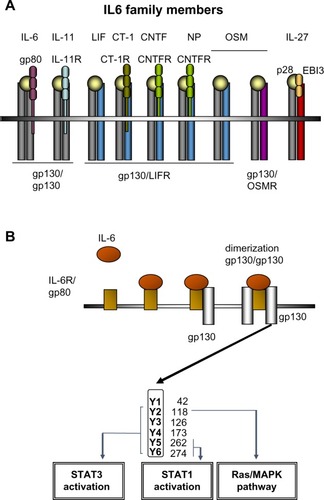 Figure 1 The IL-6 cytokine family and IL6 signaling in the liver.