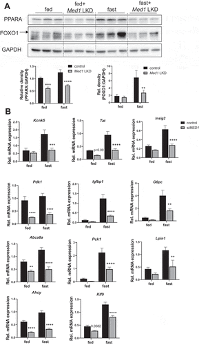 Figure 9. PPARA and FOXO1 protein levels, and mRNA expression of their target genes in the livers from control or Med1 LKD mice under fed or fasting conditions. (A) Immunoblot and densitometric analysis of PPARA, and FOXO1 in the liver from control or Med1 KD C57BL/6 J mice under fed or fasting condition. (B) Quantitative RT-PCR measurement of PPARA and FOXO1 target genes. Data are represented as mean ± SEM. Control fed (n = 7), siMed1 LKD fed (n = 8), fast control (n = 8), siMed1 LKD fast (n = 8)