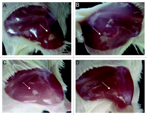 Figure 1. NO-nps clinically accelerate the clearance of intramuscular abscesses. Induced MRSA abscesses in Balb/c mice were evaluated clinically on day 4 following infection. The four images, (A) untreated, (B) vancomycin treated, (C) NO-np TP treated and (D) NO-np IL, are representative of the clinical appearance of these lesions. Arrows indicate abscesses.