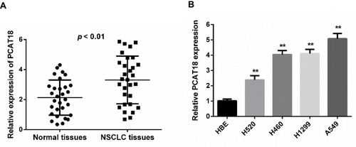 Figure 1 PCAT18 expression was up-regulated in NSCLC tissues and cell lines. (A) Expression of PCAT18 in 30 NSCLC tissues and paired normal lung tissues based on RT-qPCR. (B) Expression of PCAT18 in the HBE cells and NSCLC cell lines based on RT-qPCR. **p < 0.01.