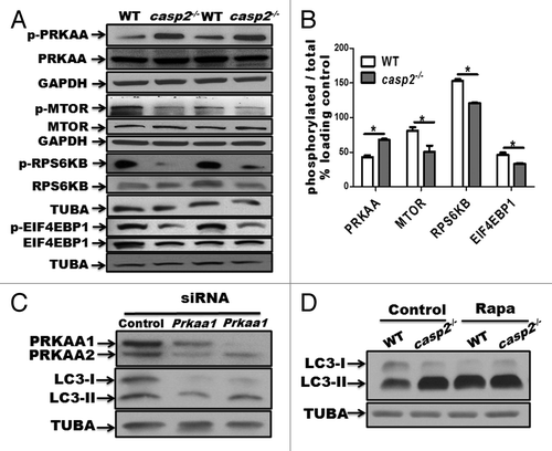 Figure 3. Role of AMPK and MTOR in the CASP2-mediated modulation of autophagy. (A) Western blotting was performed to detect the phosphorylation status of PRKAA, MTOR, RPS6KB, and EIF4EBP1 vs. total (unphosphorylated) protein in WT and casp2−/− MEFs. The same blots were reprobed for GAPDH or tubulin, α (TUBA) that served as loading controls. (B) Densitometric analysis was performed using ImageJ to determine the expression levels of active (phosphorylated) vs. total (unphosphorylated) PRKAA, MTOR, RPS6KB and EIF4EBP1 and the values are expressed as active vs. total and the values were further normalized as percent of loading control. Error bar represents ± SEM. Statistical significance was determined by the Student t test. **, P ≤ 0.01, *, P ≤ 0.05, NS, P ≥ 0.05, the experiment was repeated 3 times. (C) casp2−/− MEFs were transfected with siRNAs specific for Prkaa1 and Prkaa2. The representative western blot demonstrates the efficiency of siRNA-mediated downregulation of PRKAA1 and PRKAA2, as assessed by western blot analysis. Western blotting for LC3 demonstrates the effect of Prkaa1 and Prkaa2 siRNA on loss of CASP2-mediated autophagy. (D) Effect of 500 nM rapamycin (inhibitor of MTOR) on autophagy in WT and casp2−/− MEFs. Autophagy was detected by LC3 (an increase in LC3-II levels). Shown are the representative blots; the experiment was repeated at least 3 times.