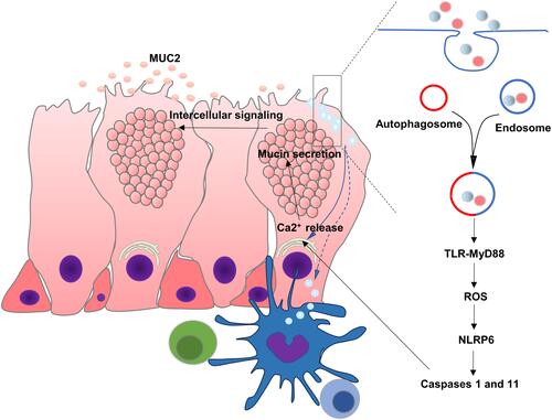 Figure 3 Regulatory mechanism of mucus secretion in goblet cell and interaction with immune cells. Soluble antigens in the lumen of the intestine such as LPS and P3CSK4 are endocytosed by senGC, triggering TLR-MyD88 signaling, ROS synthesis and NLRP6 inflammasome, causing Ca2+-dependent secretion of MUC2. Goblet cells can also deliver luminal antigens to APCs, initiating adaptive responses.