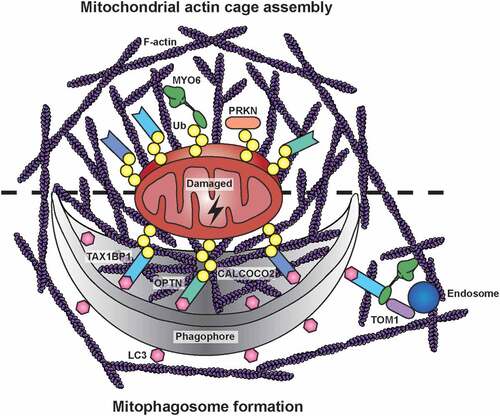 Figure 1. Mitochondrial actin structures during PRKN-dependent mitophagy. After a mitochondrial insult, PRKN is recruited to damaged mitochondria, where it extensively ubiquitinates outer mitochondrial membrane proteins. MYO6 is directly targeted to dysfunctional mitochondria by binding to ubiquitin (Ub) chains and, together with the actin regulators CDC42, ARP2/3, FMN/formins, and WASL/N-WASP, it initiates the assembly of F-actin cages. These actin filaments isolate damaged organelles destined for mitophagy, thereby preventing their refusion with neighboring populations. Autophagy receptors, such as OPTN, CALCOCO2, and TAX1BP1, are recruited independently to ubiquitinated mitochondria targeting them for engulfment in phagophores by binding to LC3. The mitochondrial actin cage may persist for several hours and thus could facilitate phagophore formation and mitophagosome maturation. The latter process involves TOM1-positive endosomes tethered to actin filaments in the vicinity of autophagosomes by docking of MYO6 to the autophagy receptors on the outer leaflet of the autophagosome