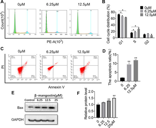 Figure 3 Effect of β-mangostin on apoptosis in glioma cells. C6 cells are treated with two concentrations of β-mangostin (6.25 and 12.5μM). (A-B) C6 cells cycle phase distribution is measured using flow cytometry. (C-D) C6 cells apoptosis is measured using flow cytometry. (E-F) The expression of Bax in C6 is measured using Western blotting. Data are the mean<SD for three independent experiments. **P<0.01 and *P<0.05 vs. controls.