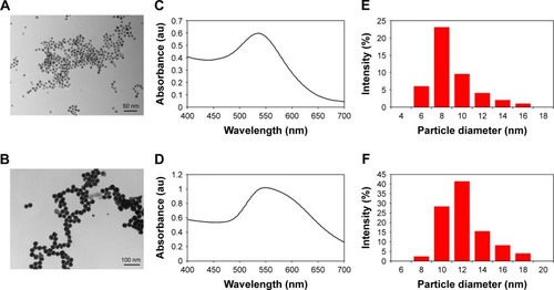 Figure 2 Illustration of the morphological and size characterization of synthesized Pht-AuNPs and Phl-AuNPs through TEM, UV-Vis, and DLS analysis.Notes: (A) TEM image showing formation of well-dispersed spherical Pht-AuNPs with a core size range of 8±3 nm (scale bar =50 nm). (B) TEM image showing formation of well-dispersed spherical Phl-AuNPs with a core size range of 15±5 nm (scale bar =100 nm). (C) UV-Vis spectrogram of Pht-AuNPs showing a SPR event occurring at 536 nm correlating to spheroid-shaped NPs. (D) UV-Vis spectrogram of Phl-AuNPs showing a SPR event occurring at 542 nm correlating to spheroid-shaped NPs. (E) Pht-AuNP DLS analysis shows the average hydrodynamic diameter as 8±2 nm. (F) Phl-AuNP DLS analysis depicts the average hydrodynamic diameter as 12±2 nm.Abbreviations: Pht-AuNPs, phloretin-conjugated gold nanoparticles; Phl-AuNPs, phloridzin-conjugated gold nanoparticles; TEM, transmission electron microscopy; UV-Vis, ultraviolet-visible spectroscopy; DLS, dynamic light scattering; SPR, surface plasmon resonance.