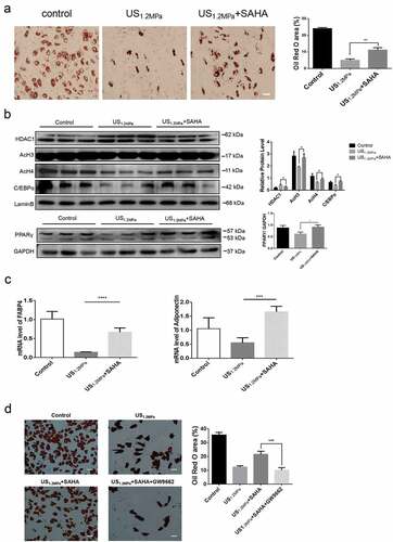 Figure 4. SAHA could rescue the effects of LIPUS on adipogenic differentiation. Preadipocytes were treated with LIPUS combined with the HDACs inhibitor SAHA. (a) The effects of HDAC1 inhibition on preadipocyte differentiation after LIPUS treatment were evaluated by the oil red O staining. (b) The effects of HDAC1 inhibition on protein levels of PPARγ, C/EBPα, HDAC1, AcH3 and AcH4 after LIPUS treatment were assessed by western blotting. Quantification of indicated proteins normalized to lamin B(HDAC1, C/EBPα, AcH3 and AcH4) or GAPDH(PPARγ). (c) The effects of HDAC1 inhibition on the mRNA expression of adipogenic differentiation markers after LIPUS treatment were examined by qRT-PCR assay. (d) The effect of GW9662 on the SAHA’s effect after LIPUS treatment were assessed by the oil red O staining. All values are expressed as the mean ± SEM of three independent trials. Data were analyzed with independent t test. * p< 0.05, ** p< 0.01, *** p< 0.001, **** p< 0.0001. Bar: 50 μm.