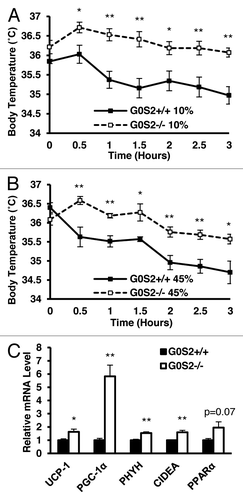 Figure 6. G0S2−/− mice had improved cold tolerance. (A and B) Body temperatures of 7-mo-old male mice fed with a 10% fat diet (A) and a 45% fat diet (B) were determined during exposure to 4 °C for 3 h (n = 7). (C) Real-time PCR analysis of gene products involved in thermogenesis and fatty acid oxidation in brown adipose tissue (BAT) of G0S2+/+ and G0S2−/− mice fed with a 10% fat diet following 3 h of cold exposure (4 °C) (n = 4). Data are presented as mean ± SE. The symbols * and ** depict statistical significance as P < 0.05 and P < 0.01, respectively.