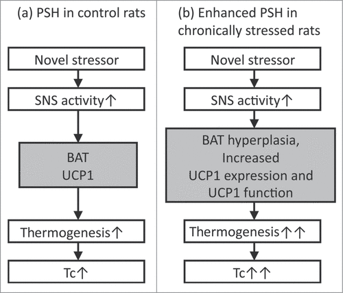 Figure 5. Possible mechanisms for enhanced psychological stress-induced hyperthermic response in chronically stressed rats. BAT, brown adipose tissue; SNS, sympathetic nervous system; Tc, core body temperature, UCP1, Uncoupling protein 1.