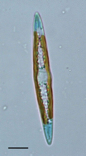 Fig. 1. Light microscopic image of the blue diatom Haslea ostrearia. Scale bar: 10 µm