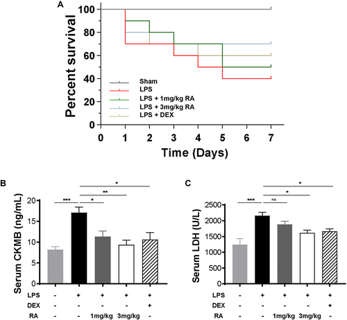 Figure 4 Determine the effective concentration of RA. (A) Survival curve of mice treated with saline, LPS (10 mg/kg), LPS (10 mg/kg) plus RA (1 mg/kg), LPS (10 mg/kg) plus RA (3 mg/kg), LPS (10 mg/kg) plus DEX (2.5 mg/kg). Observe and record the mortality of mice within 1 week (n = 10) .(B and C) The serum levels of CK-MB and LDH in mice treated with saline, LPS (10 mg/kg), LPS (10 mg/kg) plus RA (1 mg/kg), LPS (10 mg/kg) plus RA (3 mg/kg), LPS (10 mg/kg) plus DEX (2.5 mg/kg) for 24h were determined. *P < 0.05, **P < 0.01, ***P < 0.001 vs LPS. ns: no significant difference.