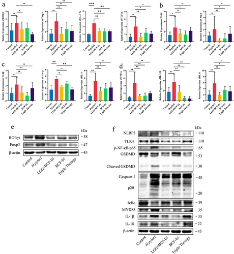 Figure 5. W. coagulans BCF-01 regulates mucosal immunity through the TLR4-NFκB-pyroptosis signaling pathway.