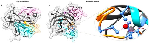 Figure 1. The WT P53 protein in apo and holo forms were visualized using BIOVIA Discovery Studio Visualizer (A) Apo form of P53 protein, (B) Holo form of P53 protein. The distance between the Zn2 + ion and the binding residues are represented.