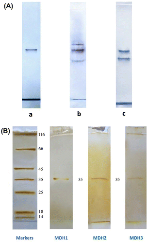 Figure 1. Zymograms of malate dehydrogenase (MDH) from Rhodоvulum steppense A-20s. A – Specific staining of MDH activity from the extracts of bacteria grown phototrophically (a), chemotrophically in the presence of oxygen (b), and chemotrophically in the absence of oxygen (c). B – Silver staining of MDH forms on SDS zymograms after purification. Marker enzymes: 1 – β-galactosidase; 2 – bovine serum albumin; 3 – ovalbumin; 4 – lactate dehydrogenase; 5 – Bsp98 l restriction enzyme; 6 – β-lactoglobulin; 7 – lysozyme; F – bromophenol blue.