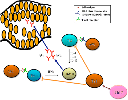 Figure 5.  Hypothetical scheme of immune dysregulation in PV. Abbreviations: APC, antigen-presenting cells; IL, interleukin. Modified from Ref. Citation[339].