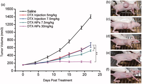 Figure 9. In vivo antitumor efficacy of DTX-NPs. (a) Tumor volumes of tumor xenograft mice after injection of saline, DTX injection and DTX-NPs. Each data point is represented as mean ± SD (n = 7) (*p < 0.05; **p < 0.01). (b–f) Photograph of tumor xenograft mice on Day 22 after injection of saline, 5 mg/kg DTX injection, 7.5 mg/kg DTX injection, 7.5 mg/kg DTX-NPs and 30 mg/kg DTX-NPs, respectively.
