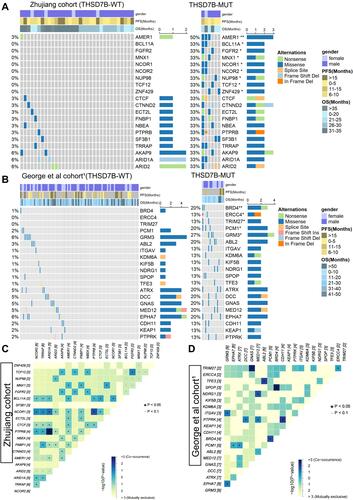 Figure 5 Driver genes of differential mutation frequency between THSD7B-MUT and THSD7B-WT. (A and B) Mutational landscape shows the top20 differential mutation frequency driver genes between the THSD7B-MUT and THSD7B-WT (Zhujiang cohort and George et al cohortCitation1). Gender, PFS time, and OS time were noted. The driver genes with significant differences in gene mutation frequency between the two groups have been marked (Fisher’s exact test, P<0.05,“*”, P<0.01, “**”). (C and D) Heatmap shows the co-occurrence mutation and mutual exclusivity of the top 20 driver genes with different mutation frequencies between THSD7B-MUT and THSD7B-WT (Zhujiang cohort and George et al cohortCitation1) (Fisher’s exact test, P<0.05, “*”, P<0.1, “.”).