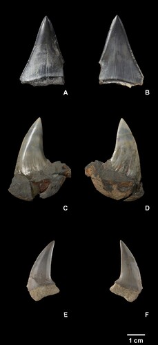 Figure 2. Carcharodon hubbelli (NMNZ S.48965) lingual (A), labial (B); Carcharodon planus (NMNZ S.44937) lingual (C), labial (D); Carcharodon planus (NMNZ S.49347) lingual (E), labial (F). Scale bar = 1 cm.