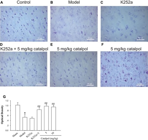 Figure 6 Catalpol promoted neuronal survival, as evidenced by Nissl staining. Nissl staining showed more neuronal damage in the ipsilateral ischemic cortex, whereas catalpol, and K252a with catalpol, improved neuronal damage 7 days after stroke (400×, bar = 50 μm). (A) Control; (B) Model; (C) K252a; (D) K252a + 5 mg/kg catalpol; (E) 5 mg/kg catalpol; (F)10 mg/kg catalpol; (G) Optical density of each group. *p < 0.05 and ##p < 0.01 vs model.