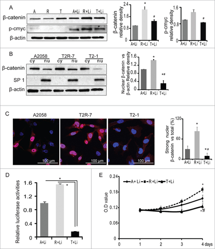 Figure 4. TIMP-2 inhibits β-catenin induced by lithium chloride. (A) Immunoblot of β-catenin and p-c-Myc (Ser62) in A2058 (A), A2058T2R-7 (R), and A2058T2-1 (T) cell lines treated with 20 mM lithium chloride (LiCl) 30h. Densitometry of β-catenin and p-c-Myc in cells treated with LiCl. (B) Western blot analysis of β-catenin levels in cytosolic (Cy) and nuclear (Nu) extracts isolated from cells. SP1 serves as a nuclear protein loading control. Densitometry of nuclear β-catenin. Data are reported as mean ± SD of 3 independent experiments. (C) Distribution of β-catenin by immunostaining in A, R and T cells treated with 20mM LiCl for 30h. Blue: DAPI; Red: β-catenin. (D) TIMP-2 inhibited Wnt/T cell factor (TCF) responsive reporter in A, R, T cell lines treated with 20mMLiCl 30h.Luciferase activity was normalized to the internal control, set A2058 as 1. (E) Cell Proliferation measured by the MTT.